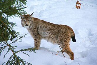 Lynx